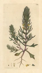 Grondpijn, Ajuga chamaepitys. Handgekleurde kopergravure naar een illustratie door James Sowerby uit James Smith