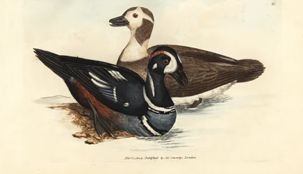 Harlekijneend, Histrionicus histrionicus (Anas histrionica). Mannetje en vrouwtje. Handgekleurde kopergravure door James Sowerby uit The British Miscellany, of Coloured figures of new, rare, or little known animal subjects.