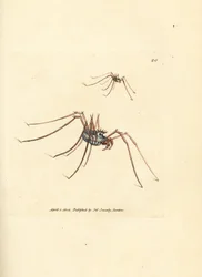 Hooiwagen, Megabunus diadema