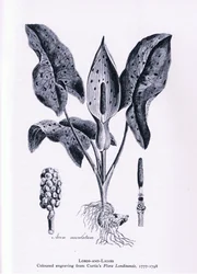 Eenbes, Natuur in Groot-Brittannië uitgegeven door Collins, 1946