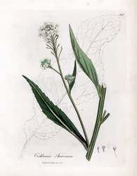 Mierikswortel of cranson - Mierikswortel, Armoracia rusticana. Handgekleurde kopergravure uit een botanische illustratie door James Sowerby uit William Woodville en Sir William Jackson Hooker