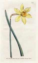 Onvergelijkbare Narcis - Lithografie door James Sowerby (1757-1822), uit William Curtis