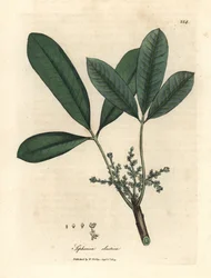 Rubberboom, elastische harsboom, Siphonia elastica