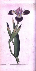 Iris vericolour, plaat 21 uit William Curtis