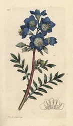 Jacobsladder of Griekse valeriaan, Polemonium caeruleum