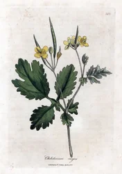 Grote Chelidoine of grote licht - Grote stinkende gouwe, Chelidonium majus. Handgekleurde kopergravure uit een botanische illustratie door James Sowerby uit William Woodville en Sir William Jackson Hooker