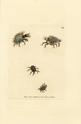 Larve van de Hemerobius (gaasvlieg) bedekt met korstmos, met mijt, Acarus amictus en kleine mandmijt, Acarus corbicula