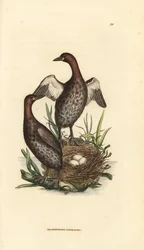 Dodaars, Tachybaptus ruficollis (kleine fuut met zwarte kin, Colymbus hebridicus?). Paar op nest met drie eieren. Handgekleurde kopergravure van James Sowerby uit The British Miscellany, or Coloured figures of new, rare, or little known animal subjects.