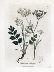 Pimpernel, Pimpinella saxifraga. Illustratie van James Sowerby uit William Woodville en Sir William Jackson Hooker