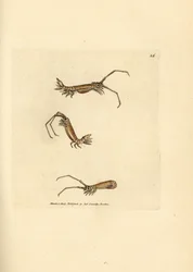 Langhoornpissebed, Astacilla longicornis. Illustratie van James Sowerby uit 