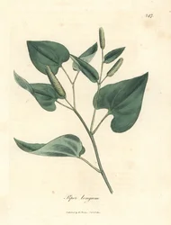 Lange peper, Piper longum