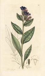Longkruid, Pulmonaria officinalis. Handgekleurde kopergravure naar een illustratie van James Sowerby uit James Smith