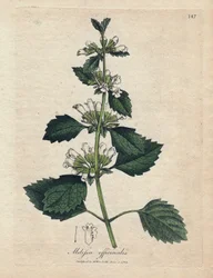 Citroenmelisse (Melissa officinalis). Handgekleurde kopergravure uit een illustratie door James Sowerby. Fragment uit het boek van William Woodville en Sir William Jackson Hooker 