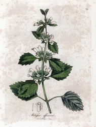 Citroenmelisse of melisse citroengras - Citroenmelisse, Melissa officinalis. Handgekleurde kopergravure uit een botanische illustratie door James Sowerby uit William Woodville en Sir William Jackson Hooker