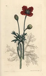 Hybride papaver, Papaver hybridum. Illustratie van James Sowerby uit James Smith