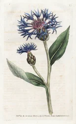 Bergcentaurie of meerjarige bosbes