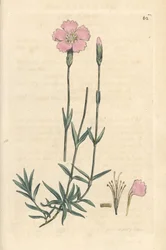 Berganjer, Dianthus caesius. Handgekleurde kopergravure naar een illustratie door James Sowerby uit James Smith