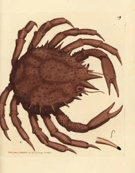 Noorse koningskrab of noordelijke steenkrab, Lithodes maja