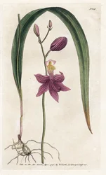 Orchidee: calopogon tuberus - Lithografie door James Sowerby (1757-1822), uit William Curtis