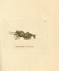 Papegaaigarnaal, Spirontocaris spinus (Rugstekelige garnaal; Cancer spinus)