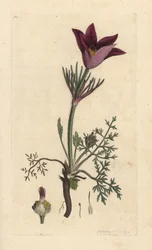 Wildemanskruid, Anemone pulsatilla (pulsatille)
