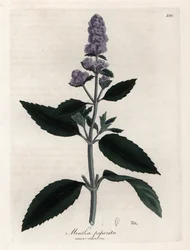 Pepermunt. Handgekleurde kopergravure uit een tekening door James Sowerby (1757-1822), in Botanique Medicinale