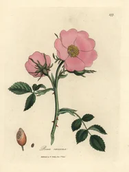 Roze hondsroos met rozenbottel, Rosa canina