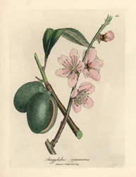 Roze bloeiende amandelboom, Amygdalus communis