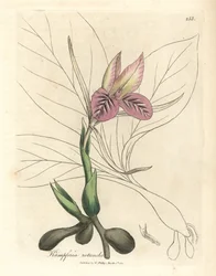 Roze bloeiende zedoary, Kaempferia rotunda