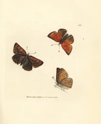 Zuivergerande koperkleurige vlinder, Lycaena hippothoe. Handgekleurde kopergravure door James Sowerby uit The British Miscellany, of Coloured figures of new, rare, or little known animal subjects.