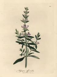 Paarse bloeiende hysop, Hyssopus officinalis