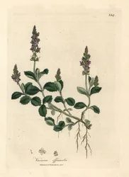 Paarsbloeiende ereprijs, Veronica officinalis