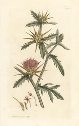 Paarse sterdistel, Centaurea calcitrapa. Handgekleurde kopergravure naar een illustratie door James Sowerby uit James Smith