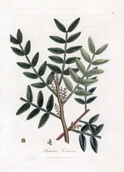 Kitteboom of lentiscus pistache - Kitteboom, Pistacia lentiscus. Handgekleurde kopergravure uit een botanische illustratie door James Sowerby uit William Woodville en Sir William Jackson Hooker