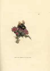 Steenhommel, Bombus lapidarius (Apis flavicollis), op een distel. Handgekleurde kopergravure van James Sowerby uit The British Miscellany, or Coloured figures of new, rare, or little known animal subjects.