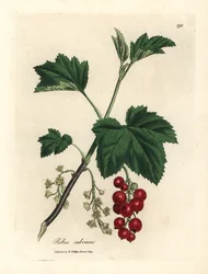 Rode besboom, Ribes rubrum