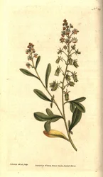 Reseda odorant - Zoetgeurende reseda of mignonette, Reseda odorata. Handgekleurde kopergravure en botanische illustratie door James Sowerby uit William Curtis