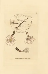 Zandworm met karmozijnrode voelsprieten, Amphitrite rosea
