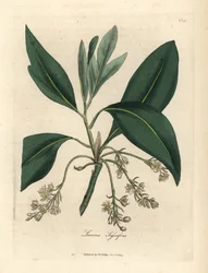 Sassafrasboom, Laurus sassafras