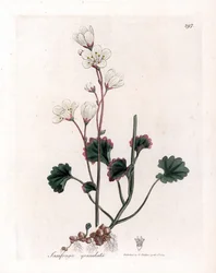 Witte steenbreek, Saxifraga granulata. Illustratie van James Sowerby uit William Woodville en Sir William Jackson Hooker