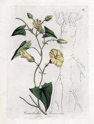 Scammony winde, Convolvulus scammonia. Illustratie van James Sowerby uit William Woodville en Sir William Jackson Hooker