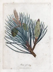 Grove den - Grove den of Schotse den, Pinus sylvestris. Handgekleurde kopergravure uit een botanische illustratie door James Sowerby uit William Woodville en Sir William Jackson Hooker