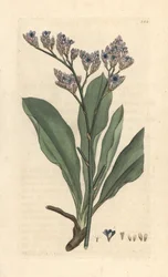 Zee lavendel, Limonium vulgare (Statice limonium)