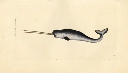 Zee-eenhoorn of narwal, Monodon monoceros