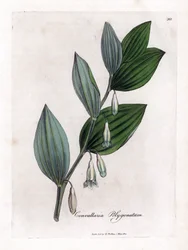Zegel van Salomo Multiflora - Salomonszegel, Polygonatum multiflorum. Handgekleurde kopergravure uit een botanische illustratie door James Sowerby uit William Woodville en Sir William Jackson Hooker