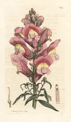 Leeuwenbek, Antirrhinum majus. Handgekleurde kopergravure naar een illustratie door James Sowerby uit James Smith