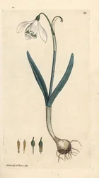 Sneeuwklokje, Galanthus nivalis