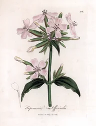Zeepkruid, Saponaria officinalis. Handgekleurde kopergravure uit een botanische illustratie door James Sowerby uit William Woodville en Sir William Jackson Hooker