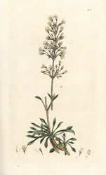 Spaanse koekoeksbloem, Silene otites. Handgekleurde kopergravure naar een illustratie door James Sowerby uit James Smith