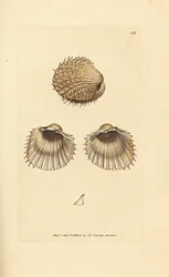 Stekelige hartschelp, Acanthocardia aculeata (Cardium spinosum). Handgekleurde kopergravure door James Sowerby uit The British Miscellany, or Coloured figures of new, rare, or little known animal subjects.